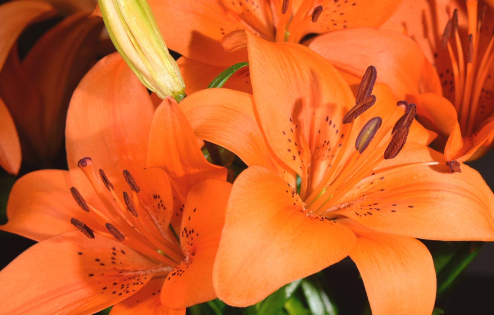 Detailaufnahme verschiedener Blütenstiele und Werkzeuge auf einem Arbeitstisch